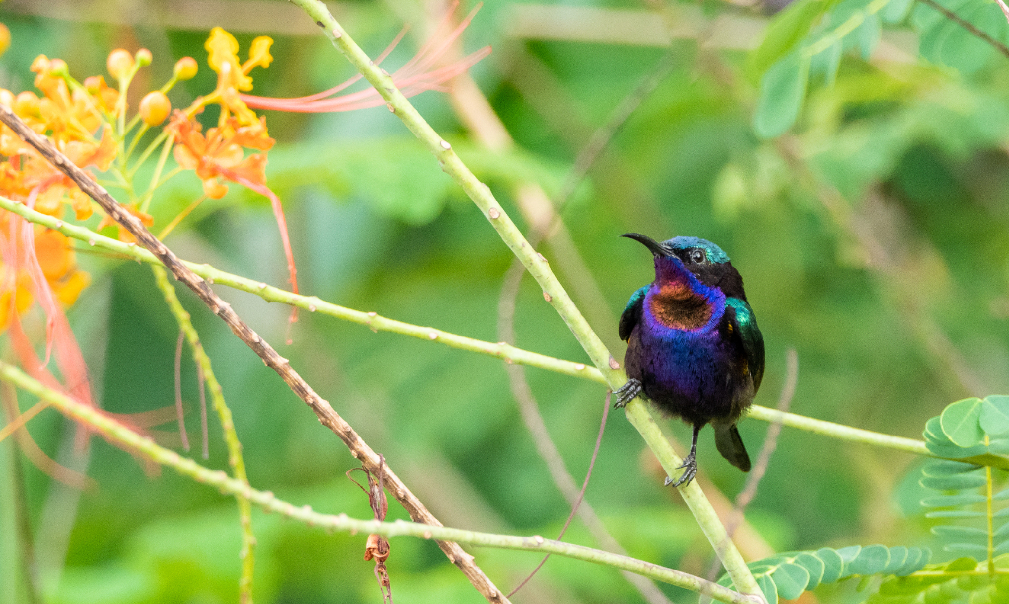Copper throated Sunbird